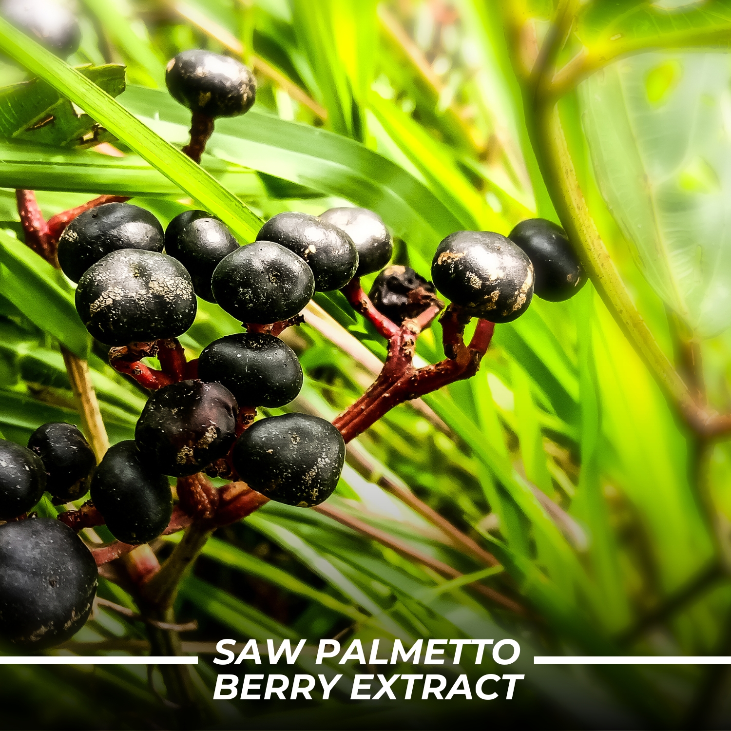 Humming Herbs Saw Palmetto Plus Urinary Support - Enhanced Formula with Quercetin, Turmeric, Pygeum, Vitamins E & B6, Zinc, Selenium for Men's Health - Veg Capsules - Herbal Supplement