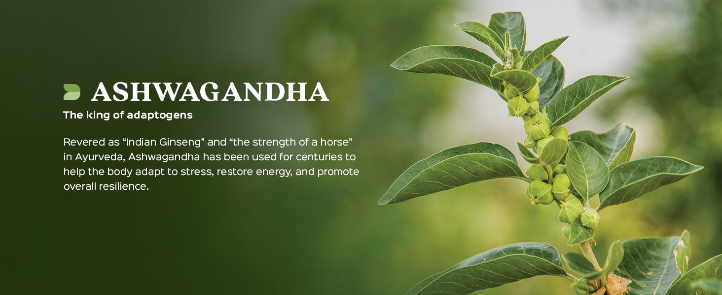 Ashwagandha Extract 450mg | Stress Adaptation | 60 Veg Caps