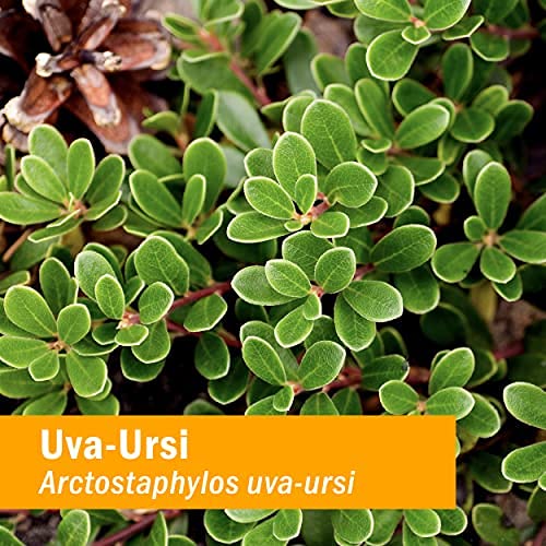 herb-pharm-uva-ursi-liquid-extracount-fo-5.jpg
