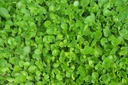 harmony-nutraceuticals-gotu-kola-maximum-4.jpg