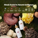 rainbo---reishi-mushroom-tincture---dual-4.jpg