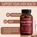 lenoria-colasential-liver-cleanse-suppor-6.jpg
