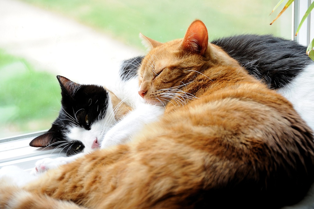 drformulas-nexabiotic-probiotics-for-cat-6.jpg