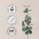 bacopa-usda-organic-alcohol-free-extract-4.jpg