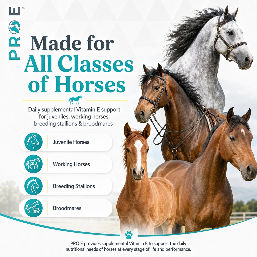 pro-e-equine-vitamin-e-supplement-liquid-81ra2Q9hi2L.jpg