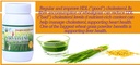 moringa-100-gm-wheatgrass-60-powder-pack-71ugW+zL3QL.jpg