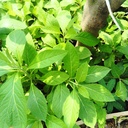 live-gurmar-plant-live-gymnema-sylvestre-81H6Wl+RkHL.jpg