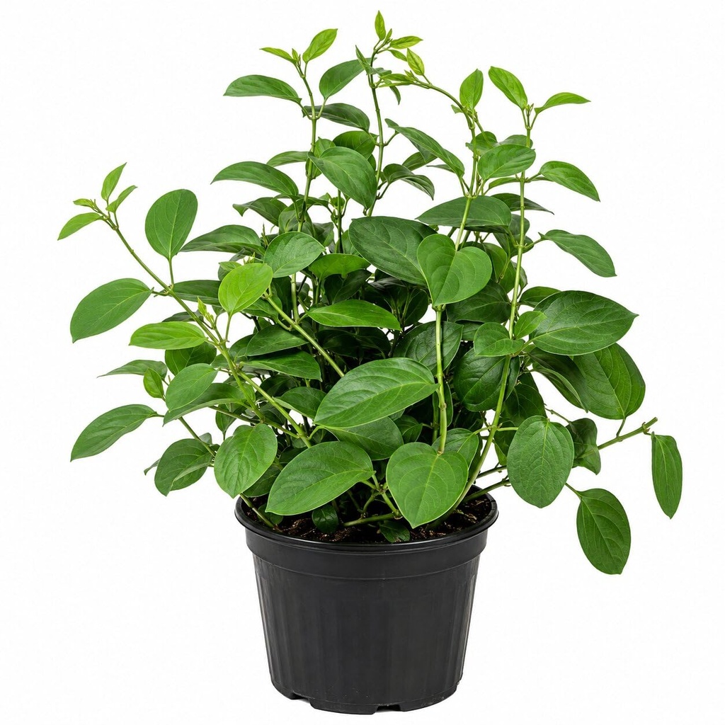 live-gurmar-plant-live-gymnema-sylvestre-71SJxMgyW4L.jpg