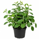 live-gurmar-plant-live-gymnema-sylvestre-71SJxMgyW4L.jpg