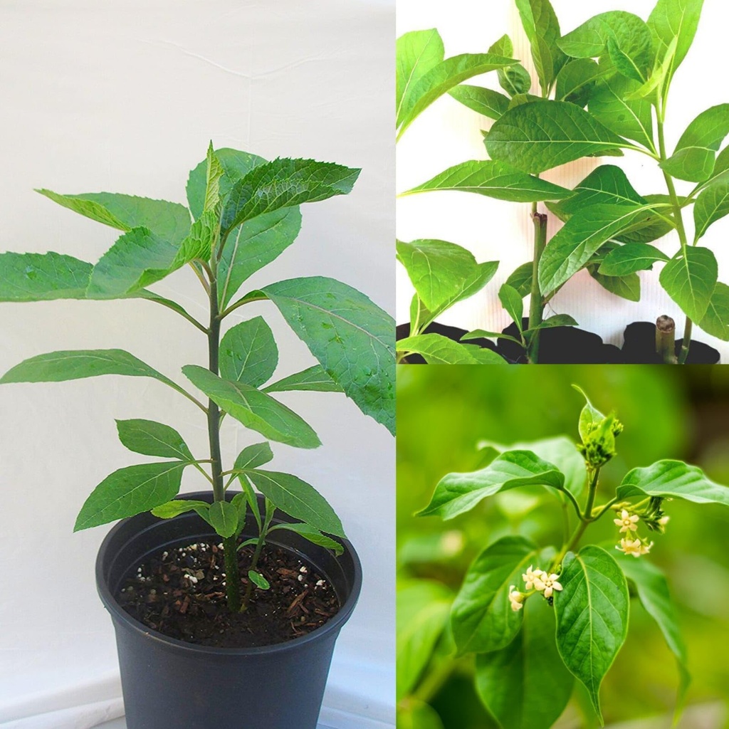 live-gurmar-plant-live-gymnema-sylvestre-71oYiUOaY9L.jpg