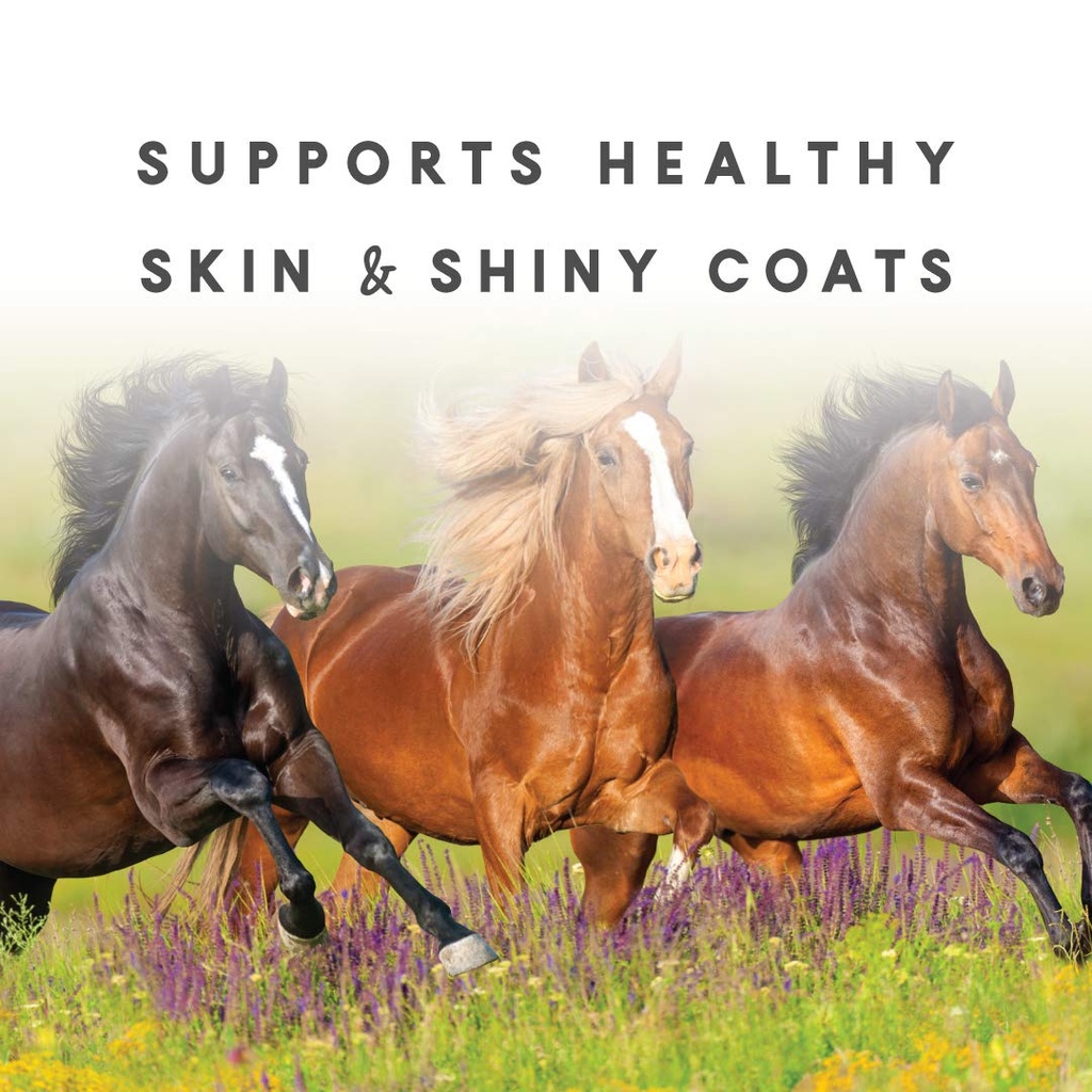 sho-glo-horse-vitamin-mineral-supplement-71VX3uzkpeL.jpg