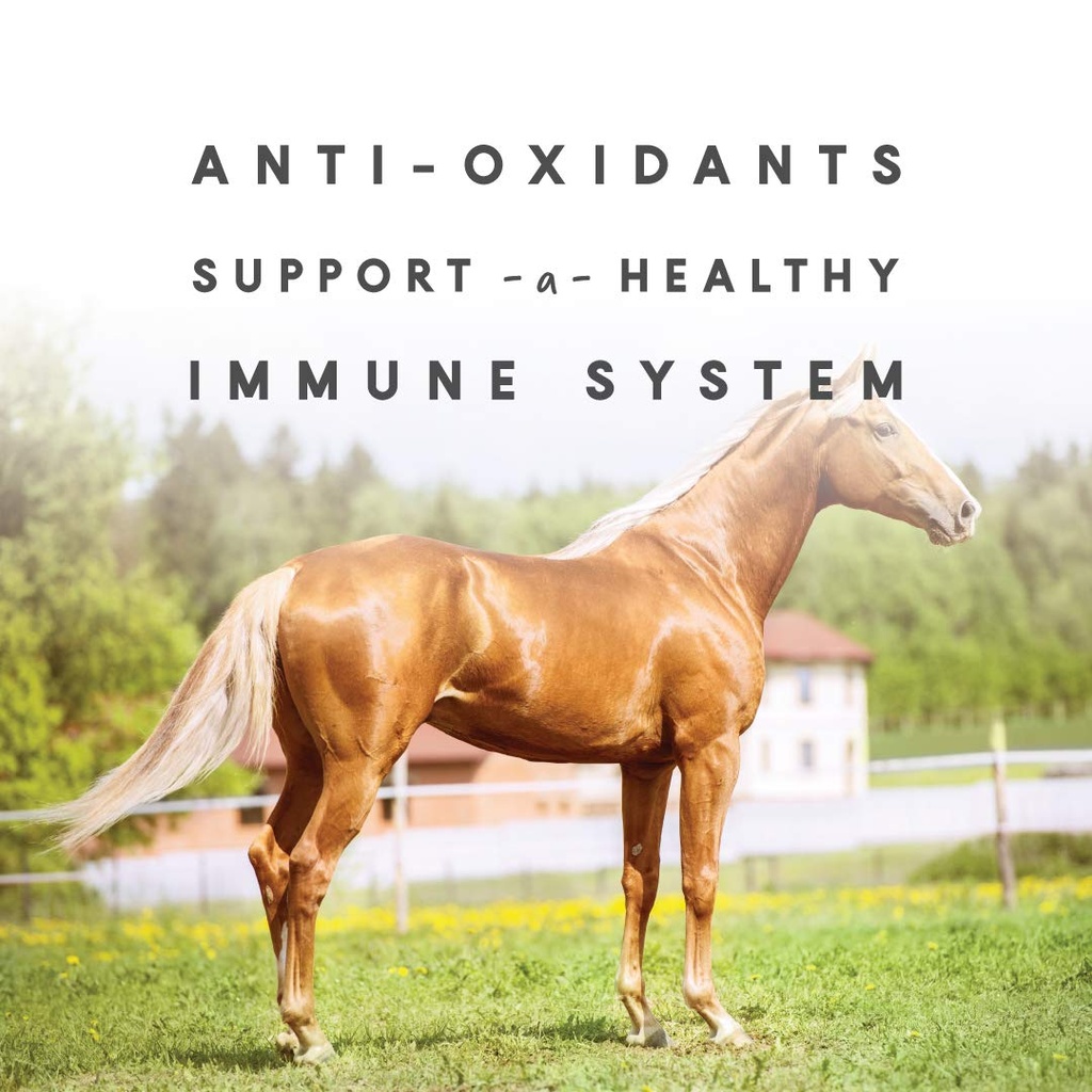 sho-glo-horse-vitamin-mineral-supplement-61Rjk+uQH5L.jpg