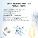 liposomal-nad-supplement-with-resveratro-71mob3yv1HL.jpg