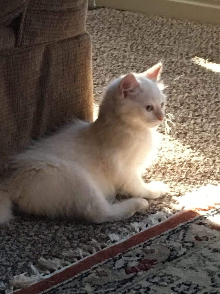 i-love-my-pets-llc-immune-system-for-cat-3.jpg