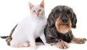 cat-urine-treats---pets-urinary-health-c-3.jpg