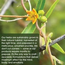 maharishi-ayurveda---elim-tox-o-gentle-b-4.jpg