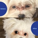 angels-eyes-natural-tear-stain-preventio-2.jpg