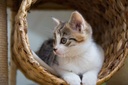 i-love-my-pets-llc-allergy-relief-for-ca-4.jpg