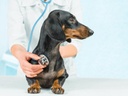 i-love-my-pets-llc-dog-protein-supplemen-2.jpg