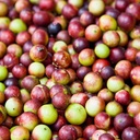 amazon-andes-camu-camu-fruit-powder-myrc-5.jpg
