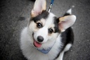 k9-power-immune-dog---dog-immune-support-3.jpg