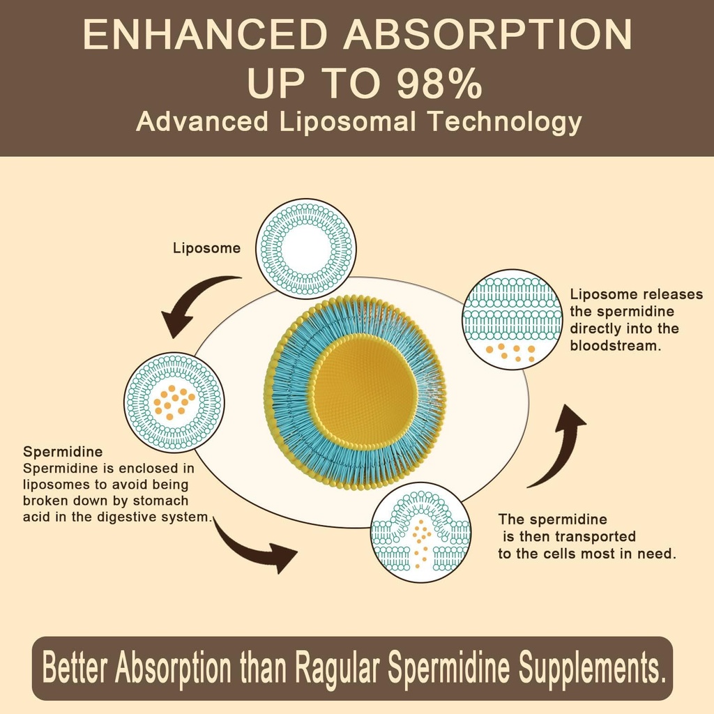 spermidine-supplement-15-mg---99-purity--3.jpg