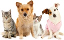 antioxidant-for-cats---ultra-vitamins-fo-3.jpg