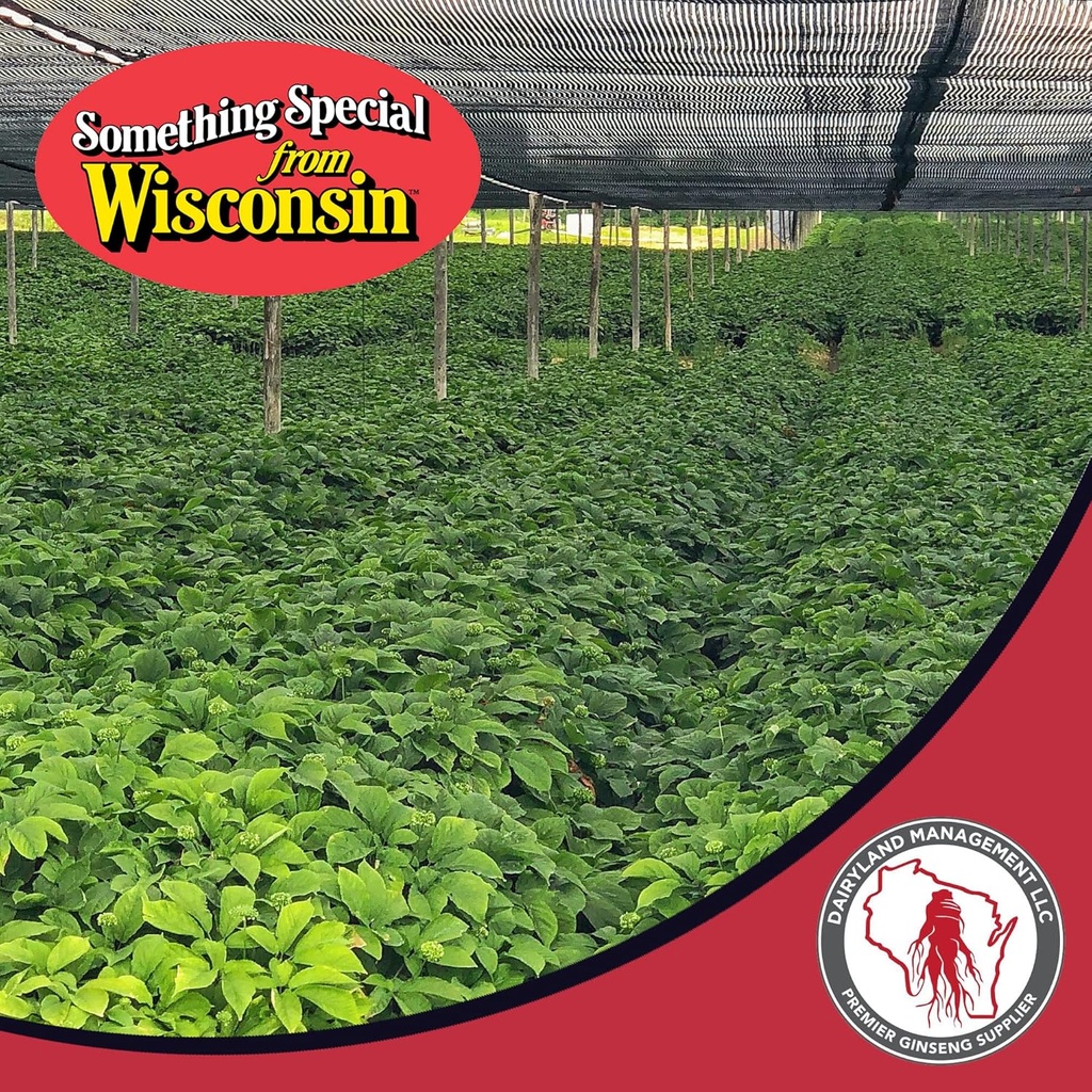 dairyland-american-ginseng-roots-prongs--6.jpg