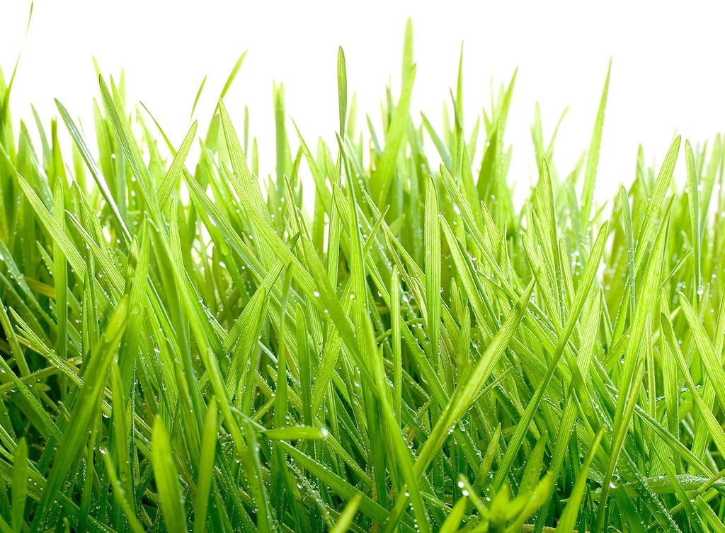 optimally-organic-barley-grass-juice-pow-6.jpg