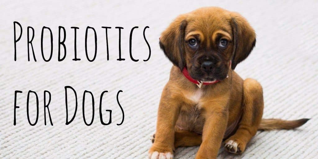 probiotics-for-dogs-chewable---dog-probi-3.jpg