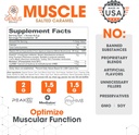 the-genius-brand-genius-muscle---muscle--2.jpg