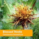 herb-pharm-certified-organic-blessed-thi-5.jpg
