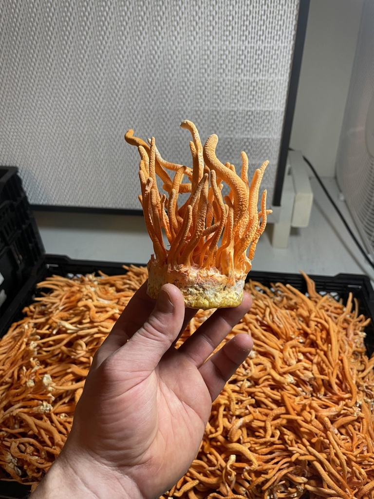 usa-grown-certified-organic-dried-cordyc-4.jpg