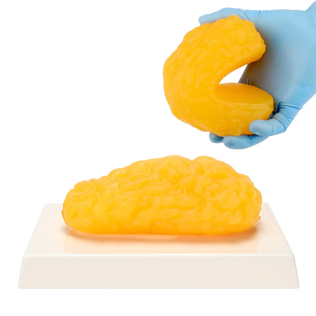 Human Body Fat Replica, 1 lb Fat Anatomy Model for Anatomy Class Display, Stay Healthy, Weight Loss Motivation Reminder
