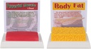 SimCoach Human Body Fat & Muscle Replica 1 Lb, Keep Fit &Fitness Motivation & Reminder, Human Muscle Fat Model for Nutritionist, Athlete